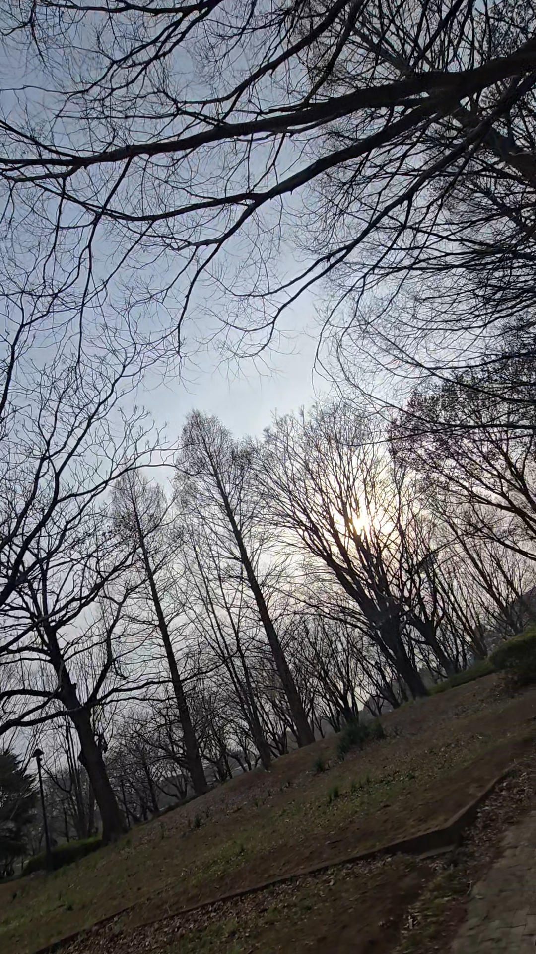 The Beauty of Bear Trees